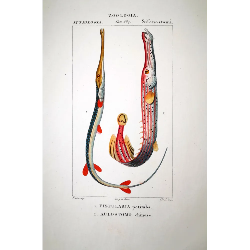 Red Cornetfish  Pierre Antoine Prêtre, Antique Hand-Colored Engraving