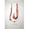 Red Cornetfis, Chinese Trumpetfish (*Fistularia petimba, Aulostomus chinensis*) Original engraving by Prêtre, Antique Print