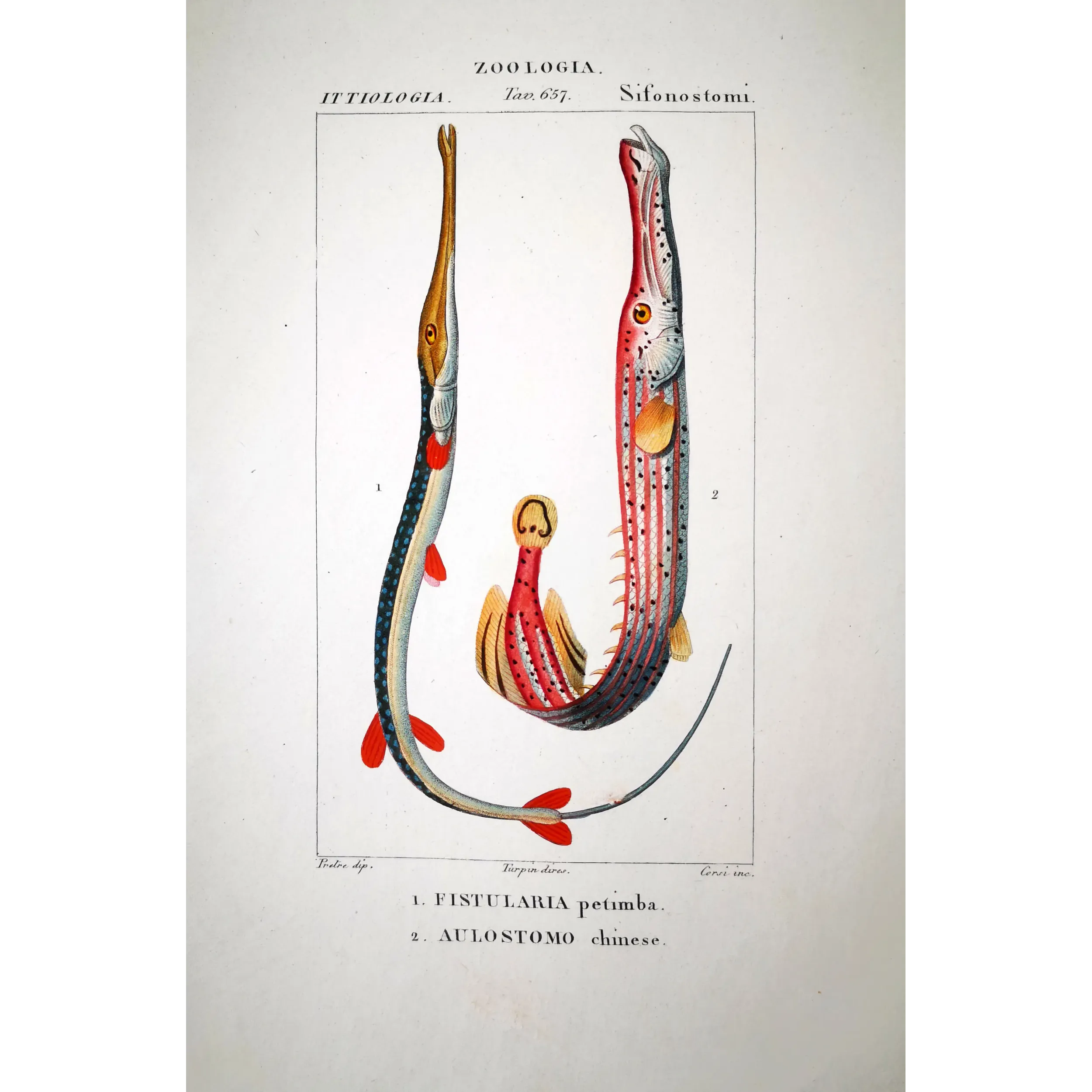 Antique Marine Engraving – Pierre Antoine Prêtre – Red Cornetfis, Chinese Trumpetfish