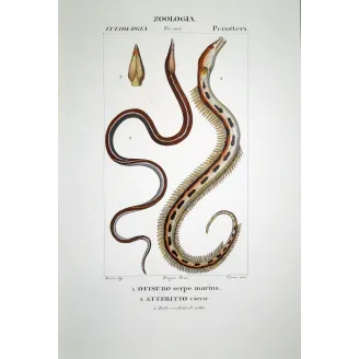 Serpent Eel  Pierre Antoine Prêtre, Antique Hand-Colored Engraving