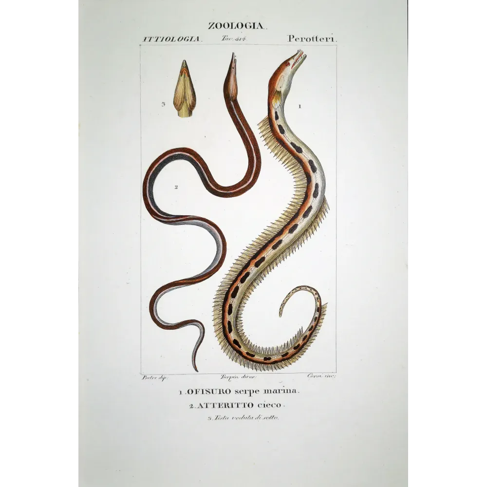 Serpent Eel  Pierre Antoine Prêtre, Antique Hand-Colored Engraving