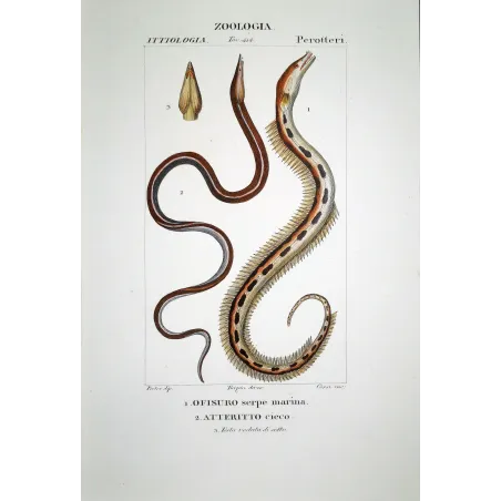 Serpent Eel  Pierre Antoine Prêtre, Antique Hand-Colored Engraving