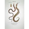 Serpent Eel, Blind Eel (*Ophisurus serpemarina, Atteritto cieco*)  Original hand-colored engraving by Prêtre, Antique Print