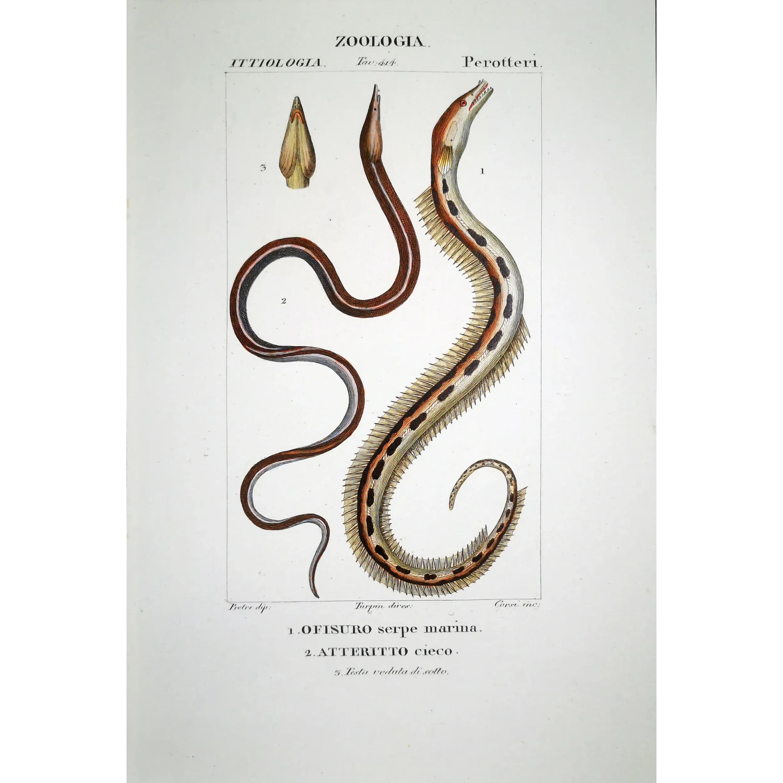 Antique Marine Engraving – Pierre Antoine Prêtre – Serpent Eel, Blind Eel