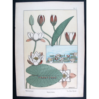 Water-Lily (Plate 7) – Eugène Grasset (1896) | Certified Art Nouveau Lithograph