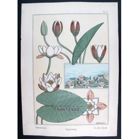 Water-Lily –  Eugène Grasset – Certified Original Art