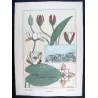 Eugène Grasset – Water-Lily (Plate 7), Original Lithograph from La Plante (1896)