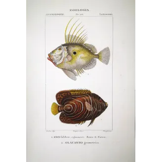 John Dory  Pierre Antoine Prêtre, Antique Print