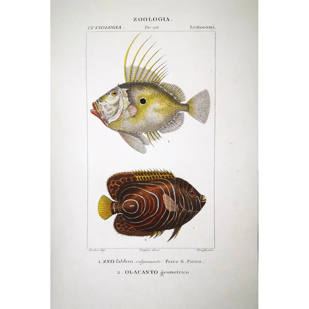 John Dory  Pierre Antoine Prêtre, Antique Print