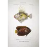 John Dory, Geometric Angelfish (*Zeus faber, Holacanthus geometricus*)  Original hand-colored Antique Print by P. A Prêtre