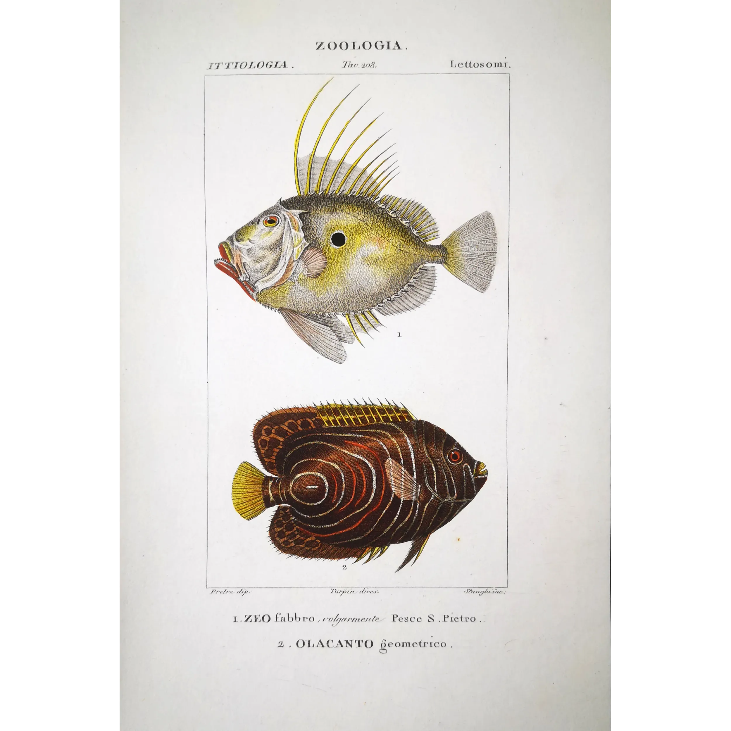 Antique Marine Engraving – Pierre Antoine Prêtre – John Dory, Geometric Angelfish