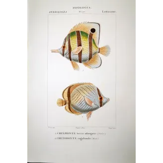 Longnose Butterflyfish  Pierre Antoine Prêtre, Antique Print