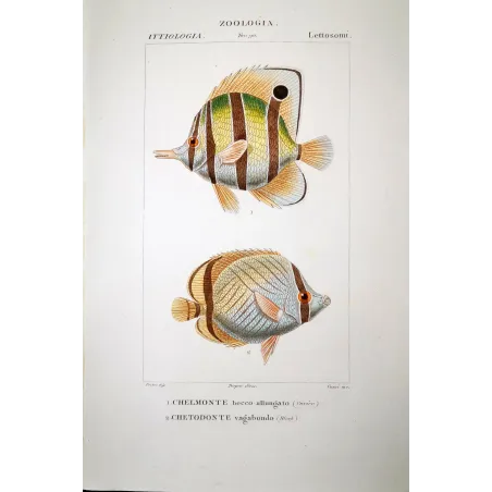 Longnose Butterflyfish  Pierre Antoine Prêtre, Antique Print