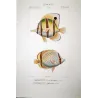 Longnose Butterflyfish, Vagabond Butterflyfish (*Chelmon rostratus, Chaetodon vagabundus*)  Original hand-color Antique Print