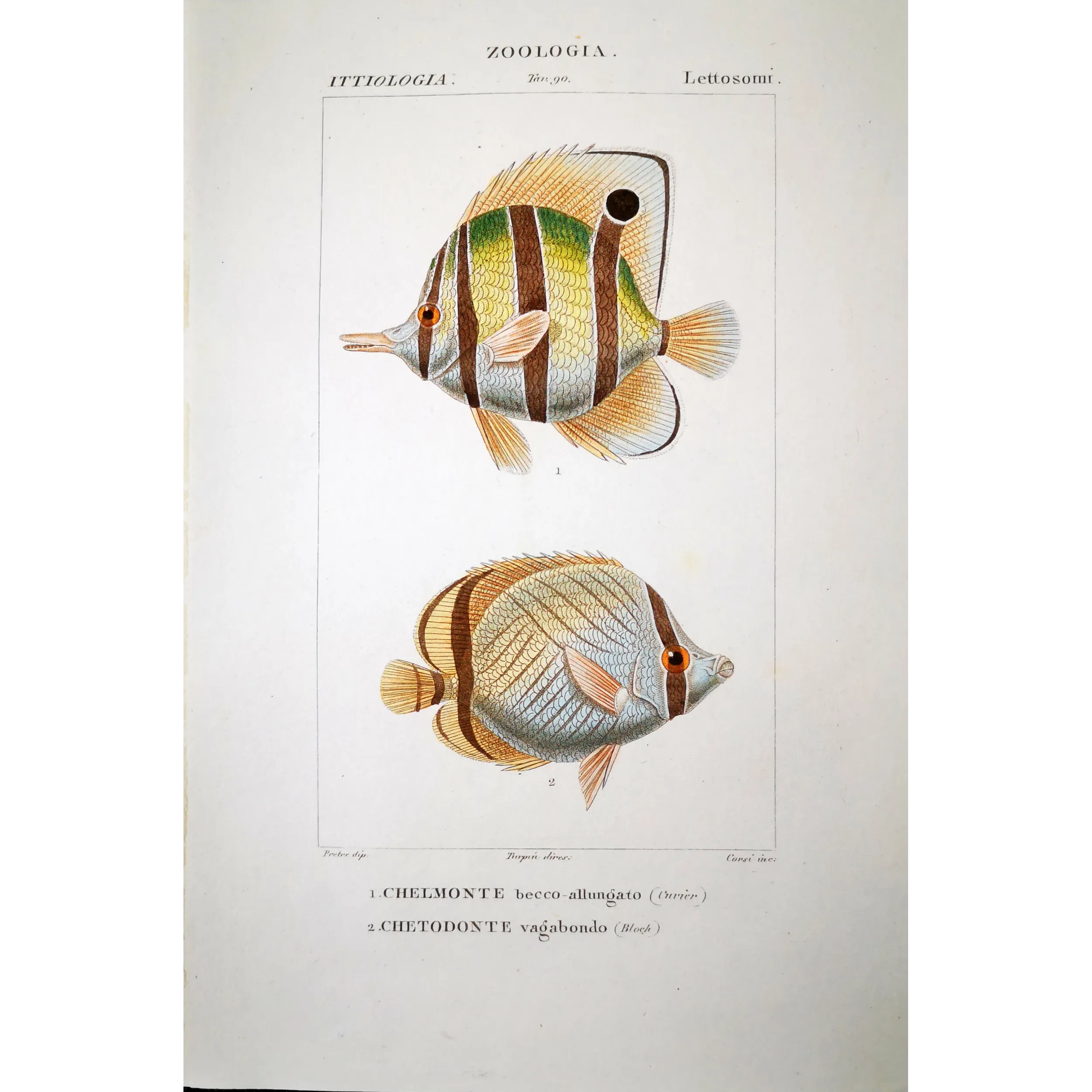 Antique Marine Engraving – Pierre Antoine Prêtre – Longnose Butterflyfish, Vagabond Butterflyfish