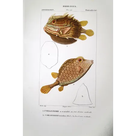 Longhorn Cowfish  Pierre Antoine Prêtre, Antique Hand-Colored