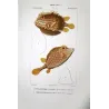 Longhorn Cowfish, Yellow Boxfish (*Lactoria cornuta, Ostracion cubicus*) Original hand-color engraving by Prêtre, Antique Print
