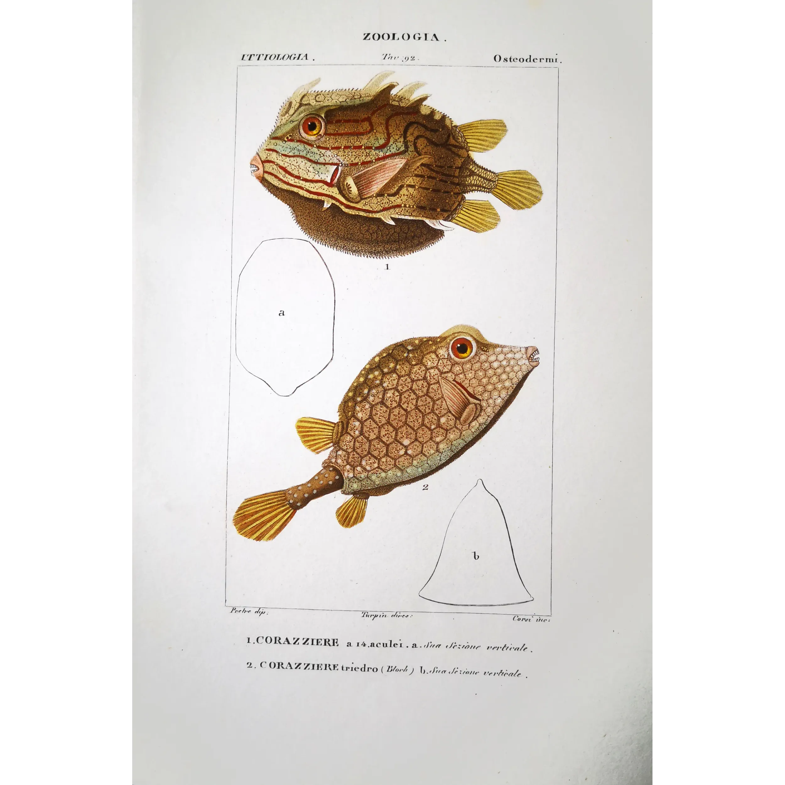 Antique Marine Engraving – Pierre Antoine Prêtre – Longhorn Cowfish, Yellow Boxfish