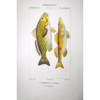 Bearded Croaker  Pierre Antoine Prêtre, Antique Hand-Colored