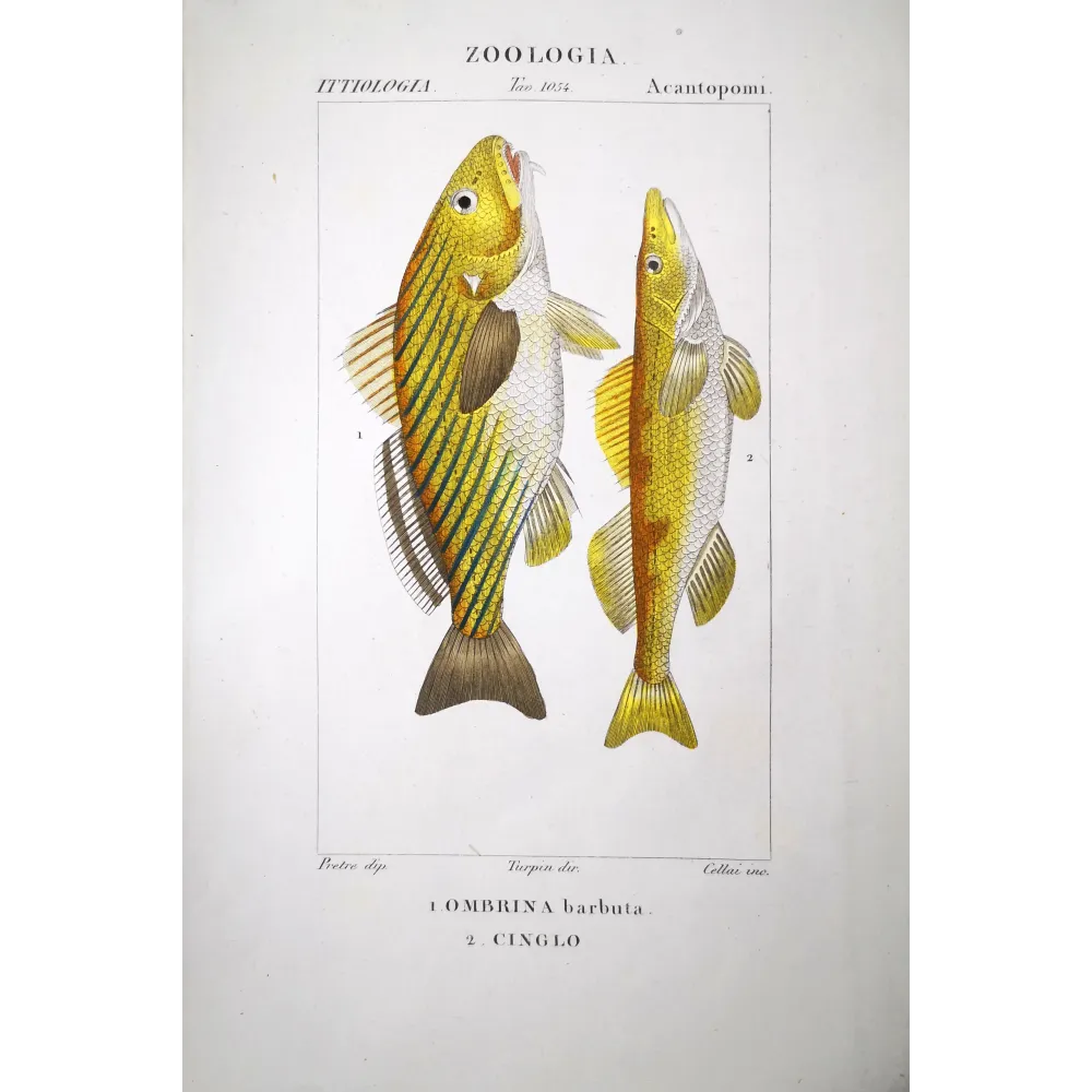 Bearded Croaker  Pierre Antoine Prêtre, Antique Hand-Colored