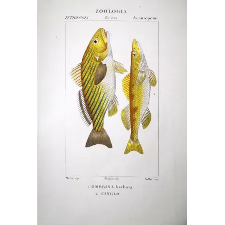 Bearded Croaker  Pierre Antoine Prêtre, Antique Hand-Colored