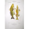 Bearded Croake,r Cinglo (*Umbrina cirrosa, Cinglo*)  Original hand-colored engraving by Pierre Antoine Prêtre, Antique Print