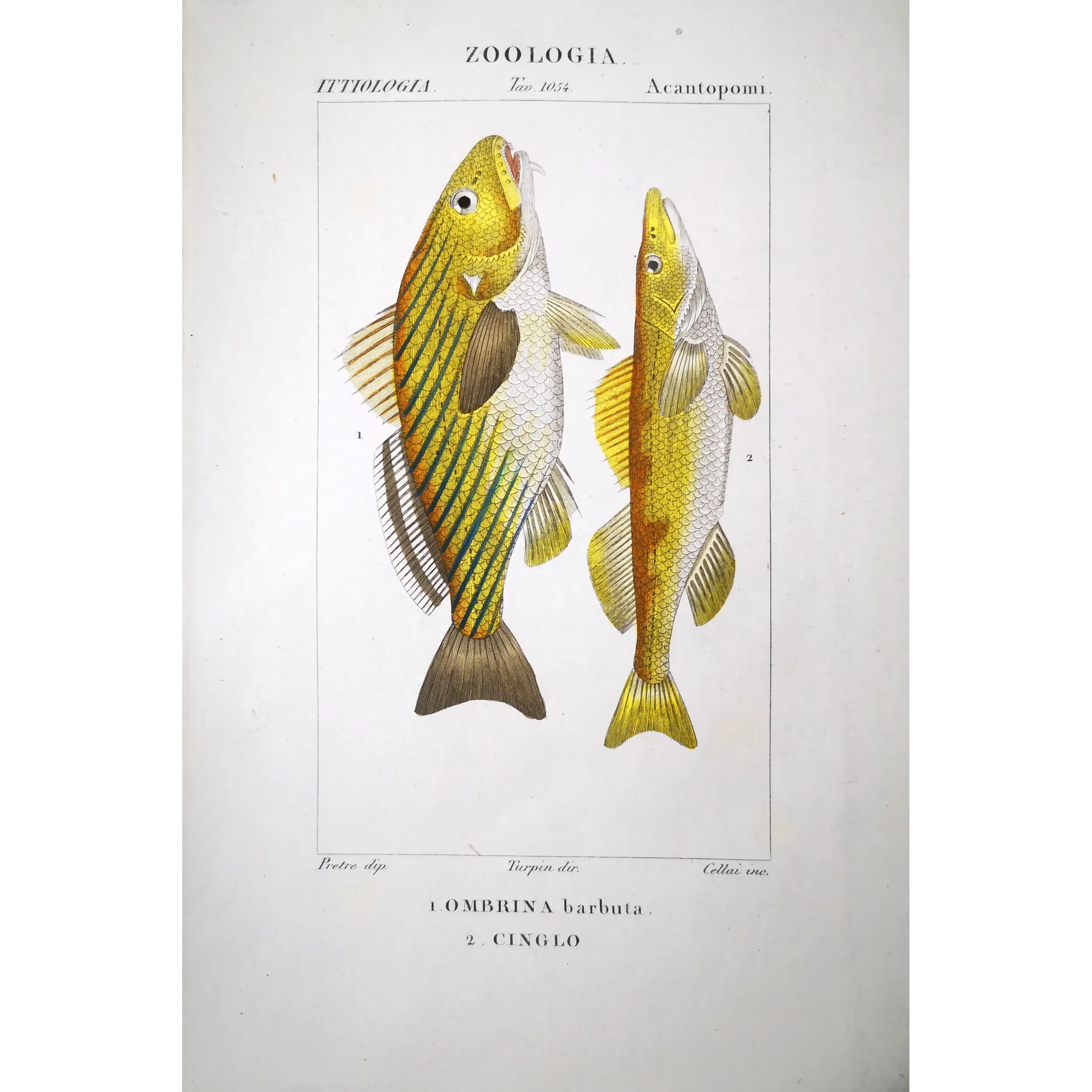 Antique Marine Engraving – Pierre Antoine Prêtre – Bearded Croake,r Cinglo
