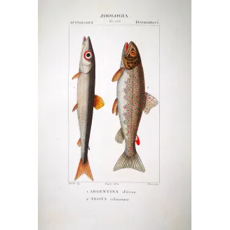 Brown Trout  Pierre Antoine Prêtre, Antique Hand-Colored Engraving