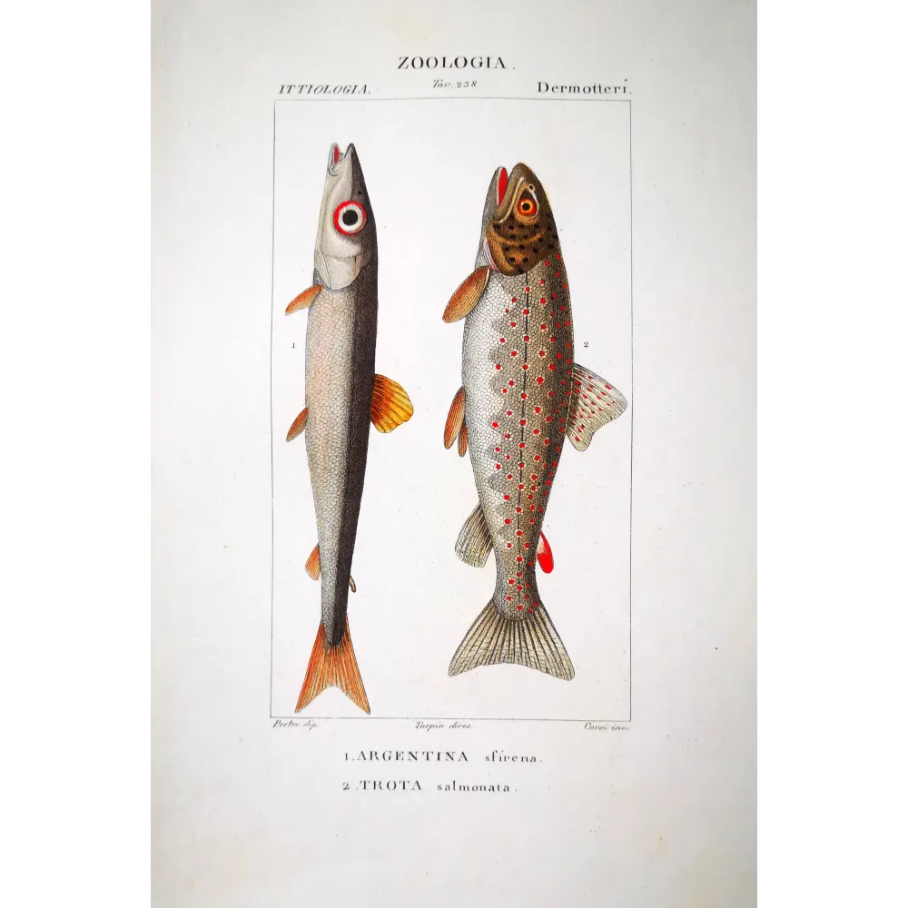 Brown Trout  Pierre Antoine Prêtre, Antique Hand-Colored Engraving
