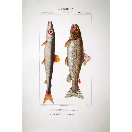 Brown Trout  Pierre Antoine Prêtre, Antique Hand-Colored Engraving