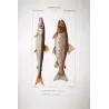 Greater Argentine, Brown Trout (*Argentina sphyraena, Salmo trutta*)  Original hand-colored engraving by Prêtre, Antique Print