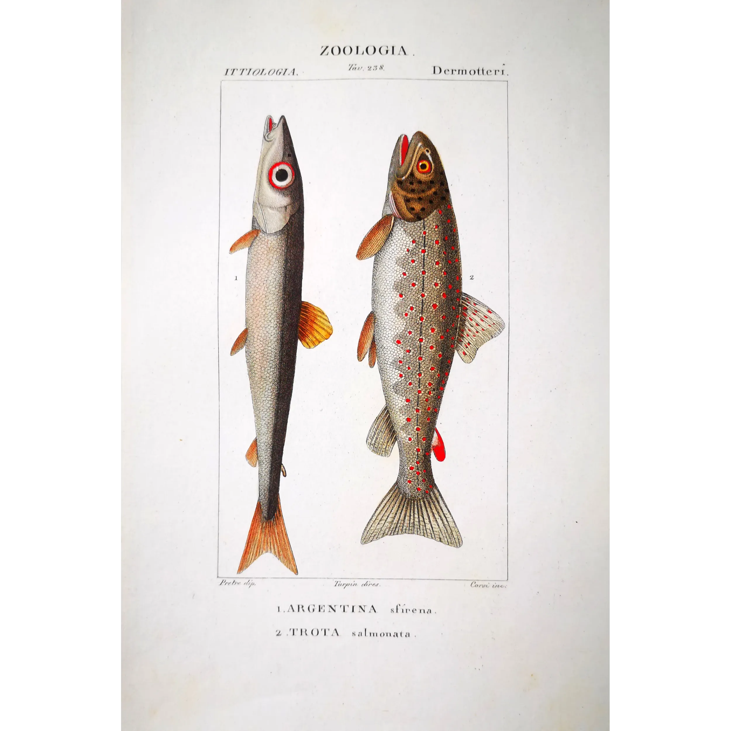 Antique Marine Engraving – Pierre Antoine Prêtre – Greater Argentine, Brown Trout