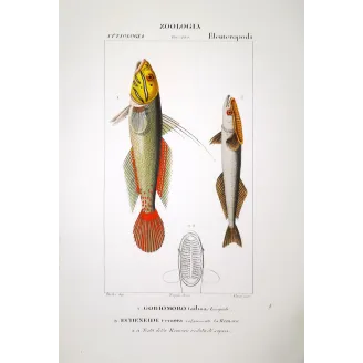 Clingfish & Remora  Pierre Antoine Prêtre, Antique Hand-Colored