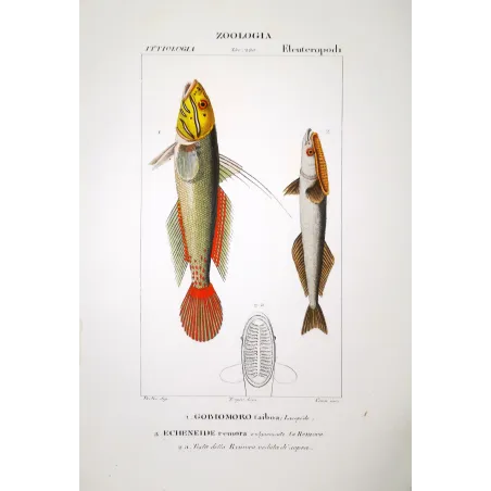 Clingfish & Remora  Pierre Antoine Prêtre, Antique Hand-Colored
