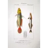 Clingfish, Remora (*Gobiesox sp., Echeneis remora*)  Original hand-colored engraving by Pierre Antoine Prêtre, Antique Print