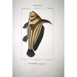 Cavalierfish  Pierre Antoine Prêtre, Antique Hand-Colored Engraving