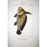 Cavalierfish  Cavalierfish sp.  Engraving by Pierre Antoine Pretre