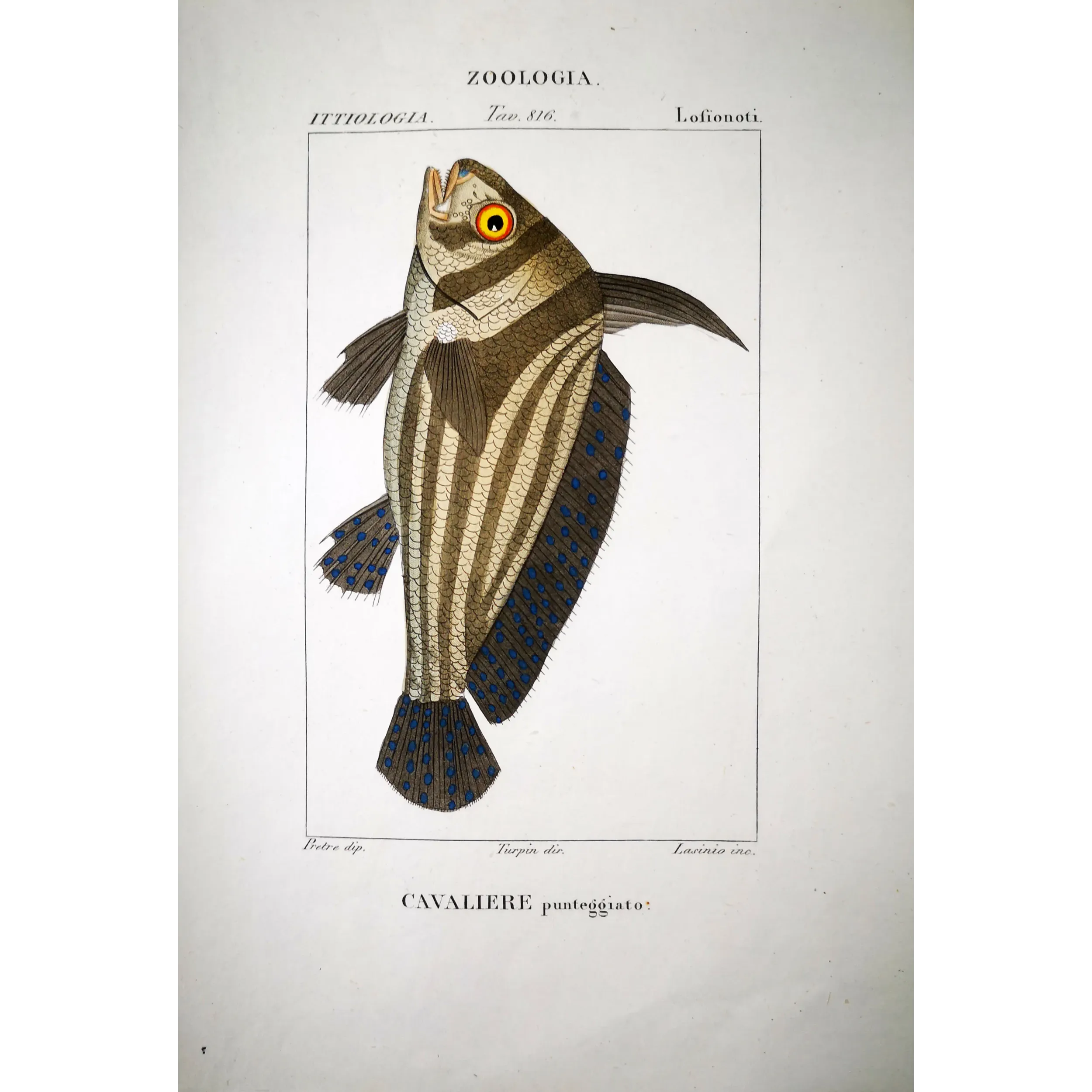 Antique Marine Engraving – Pierre Antoine Prêtre – Cavalierfish  Cavalierfish sp.  Engraving by Pierre Antoine Pretre