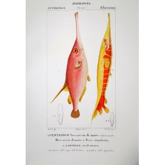 Snipefish  Pierre Antoine Prêtre, Antique Hand-Colored Engraving