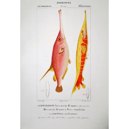 Snipefish  Pierre Antoine Prêtre, Antique Hand-Colored Engraving