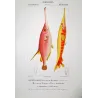 Snipefish and Pipefish  Centriscus sp.  Engraving by Pierre Antoine Pretre