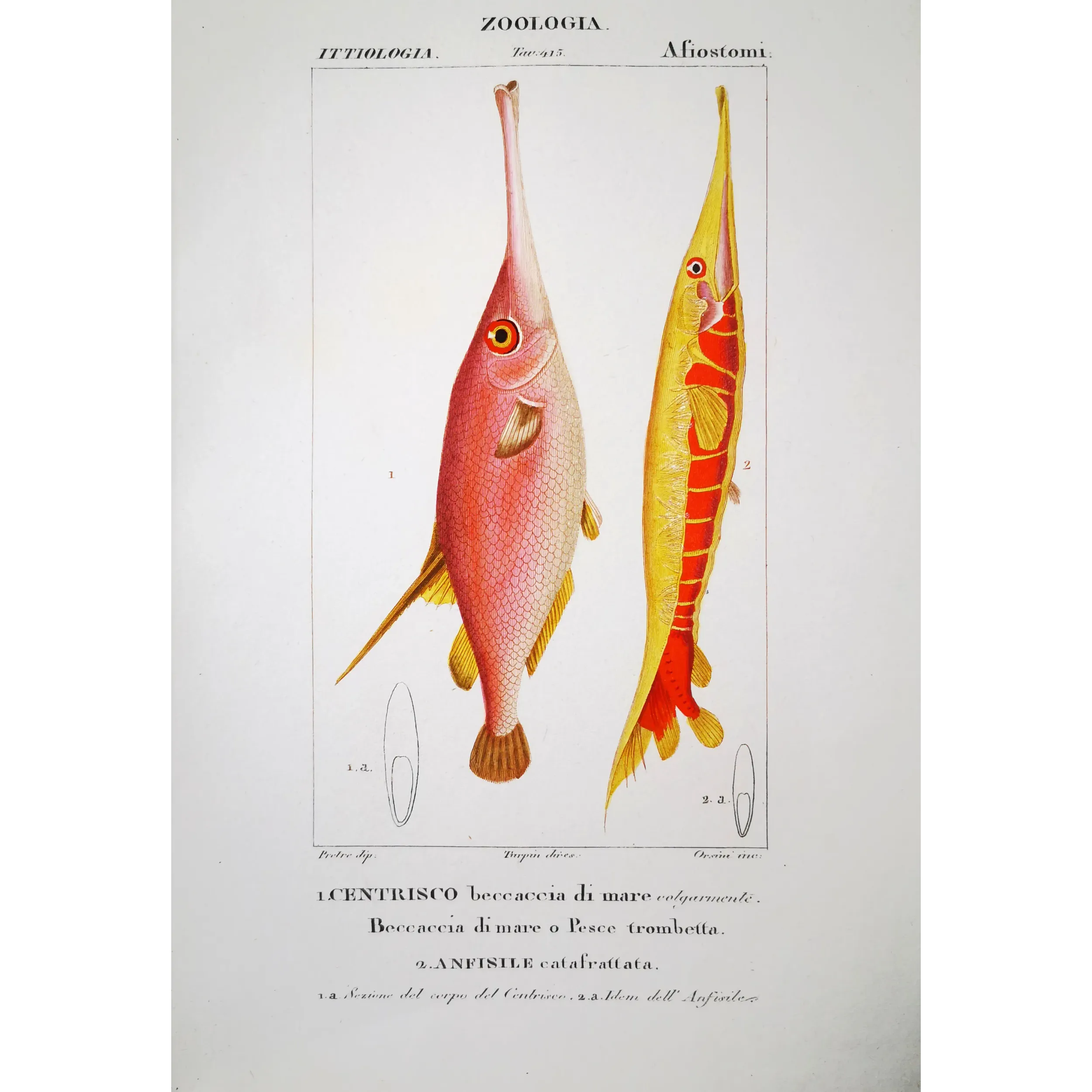 Antique Marine Engraving – Pierre Antoine Prêtre – Snipefish and Pipefish  Centriscus sp.  Engraving by Pierre Antoine Pretre