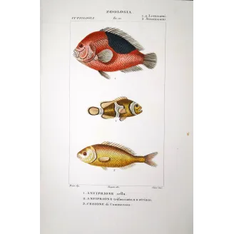 Clownfish  Pierre Antoine Prêtre, Antique Hand-Colored Engraving