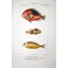 Clownfish and Reef Fish  Amphiprion sp.  Engraving by Pierre Antoine Pretre