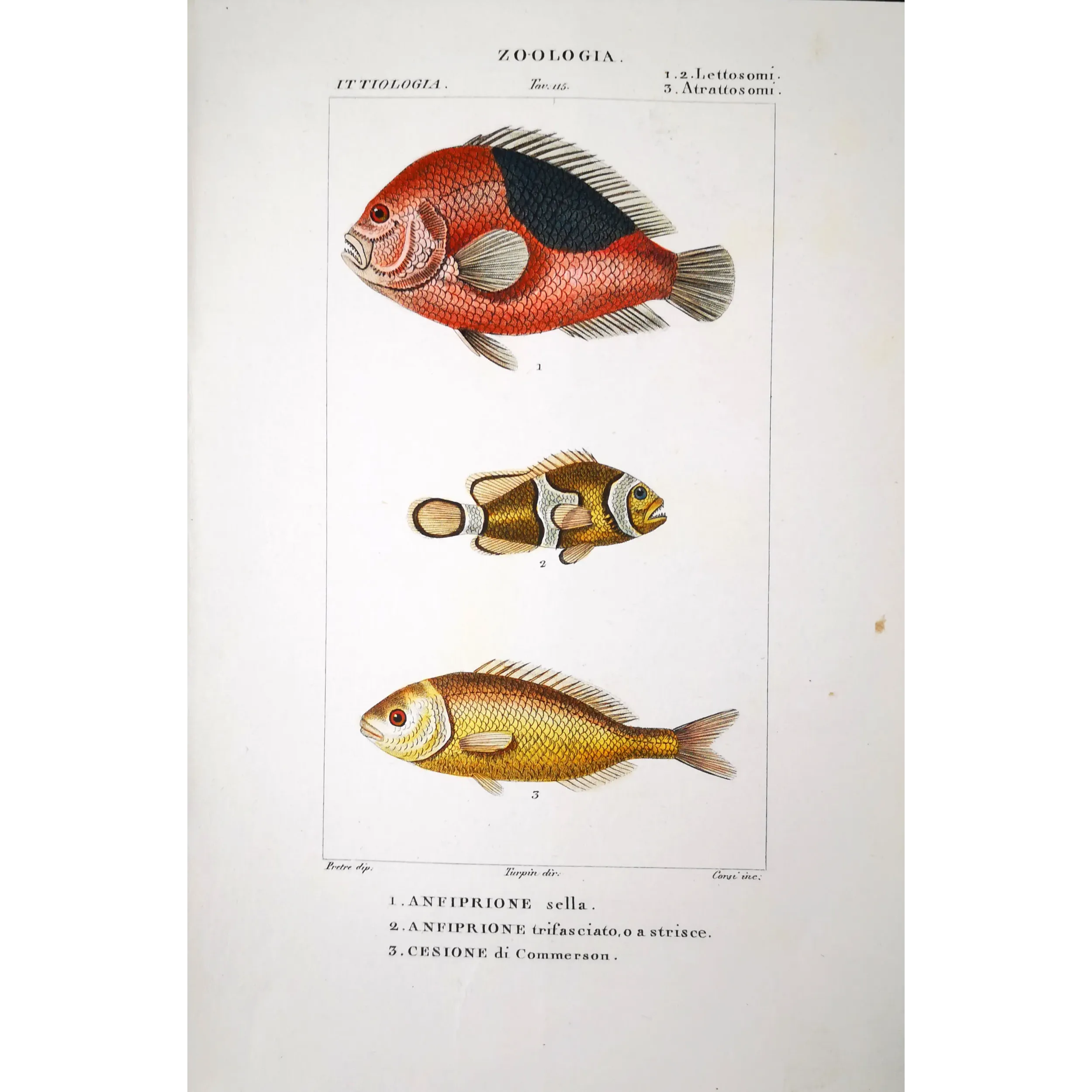Antique Marine Engraving – Pierre Antoine Prêtre – Clownfish and Reef Fish  Amphiprion sp.  Engraving by Pierre Antoine Pretre