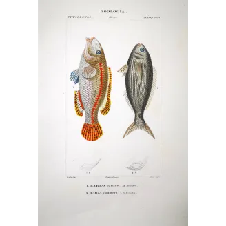 Peacock Wrasse  Pierre Antoine Prêtre, Antique Hand-Colored Engraving