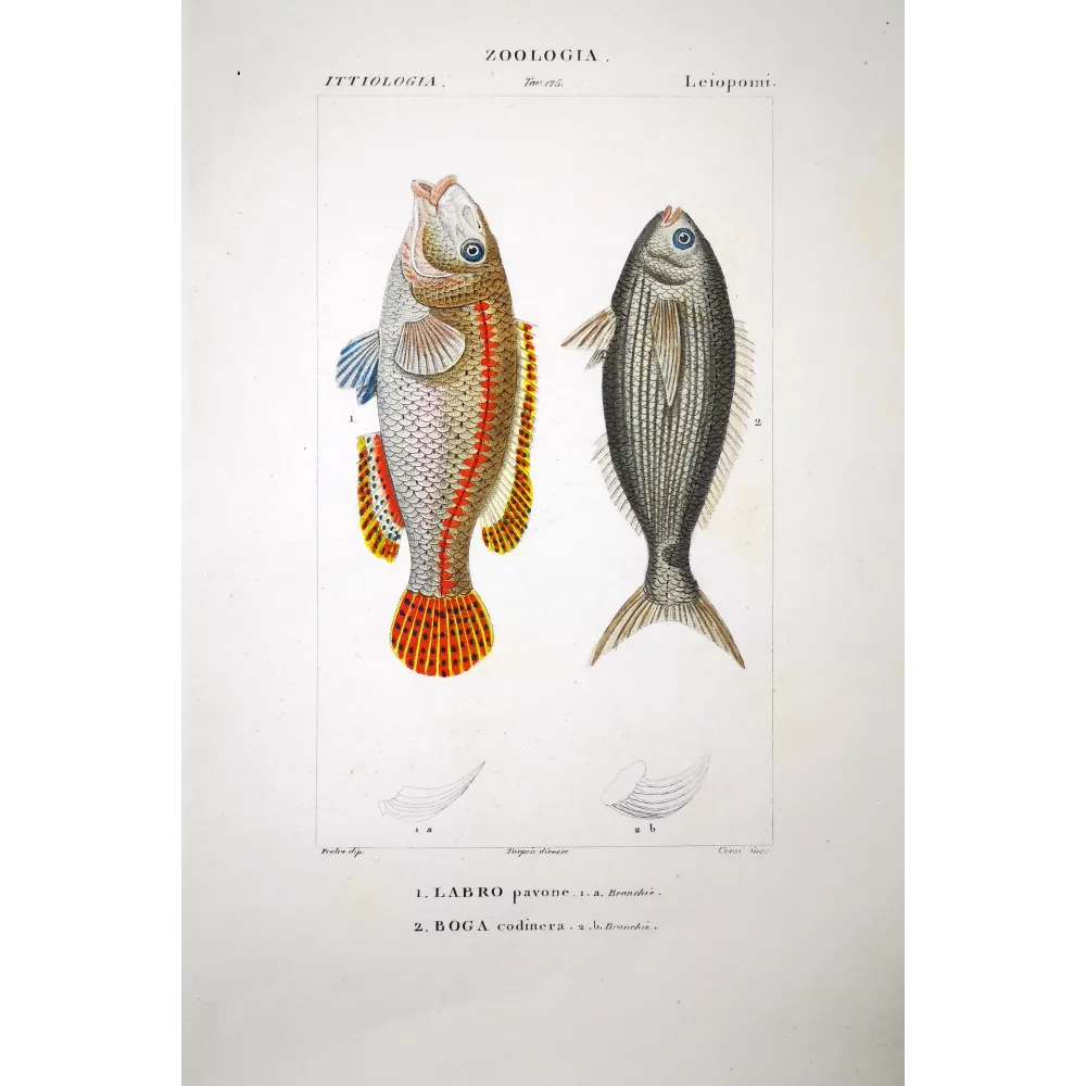 Peacock Wrasse  Pierre Antoine Prêtre, Antique Hand-Colored Engraving