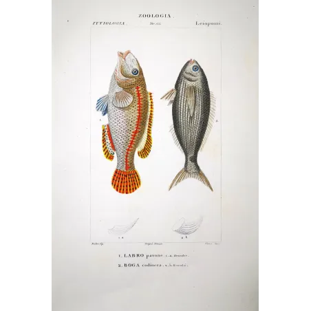Peacock Wrasse  Pierre Antoine Prêtre, Antique Hand-Colored Engraving