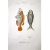 Peacock Wrasse and Boga  Labrus pavo  Engraving by Pierre Antoine Pretre
