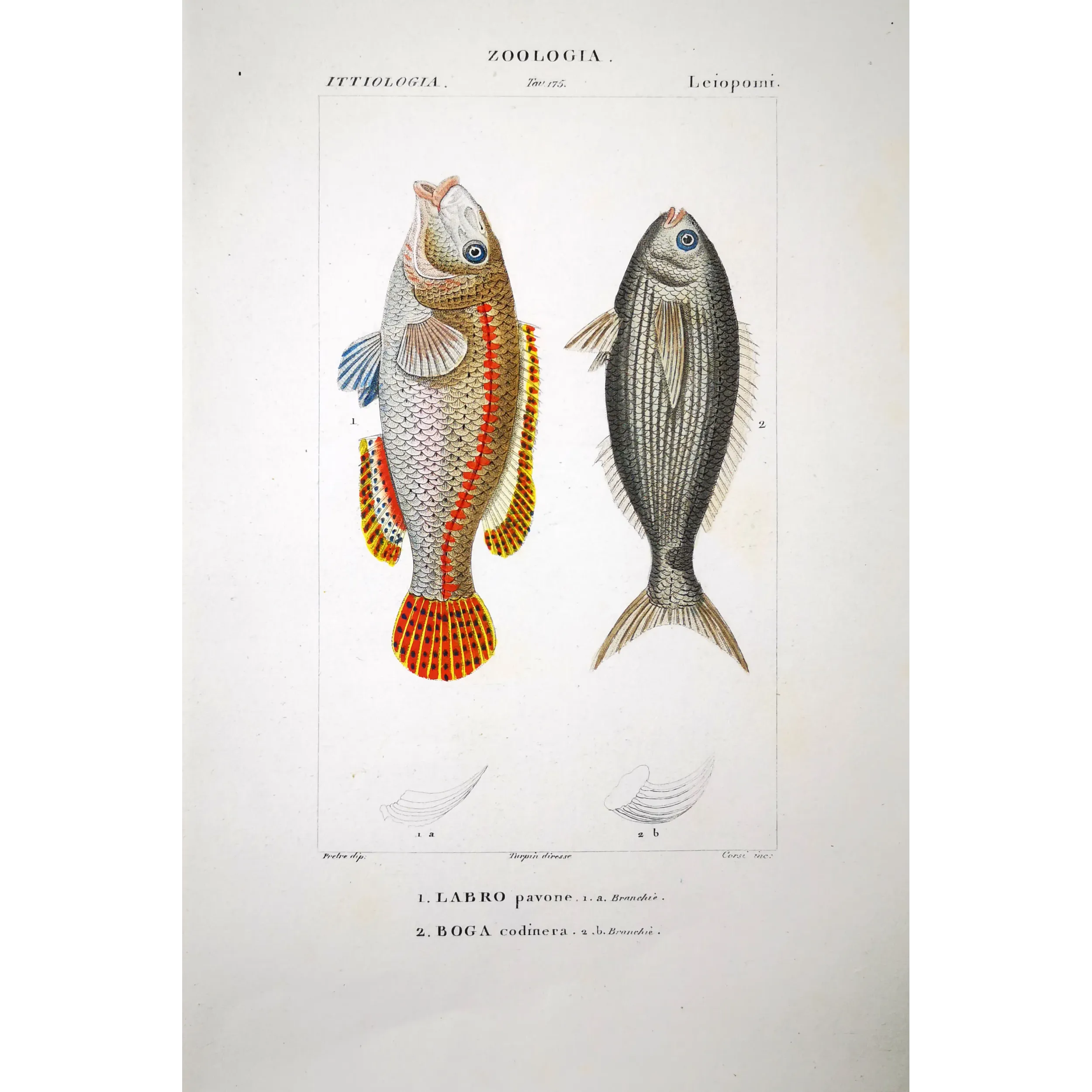 Antique Marine Engraving – Pierre Antoine Prêtre – Peacock Wrasse and Boga  Labrus pavo  Engraving by Pierre Antoine Pretre